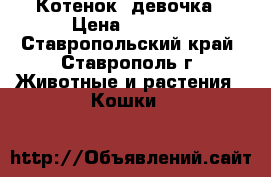 Котенок  девочка › Цена ­ 1 000 - Ставропольский край, Ставрополь г. Животные и растения » Кошки   